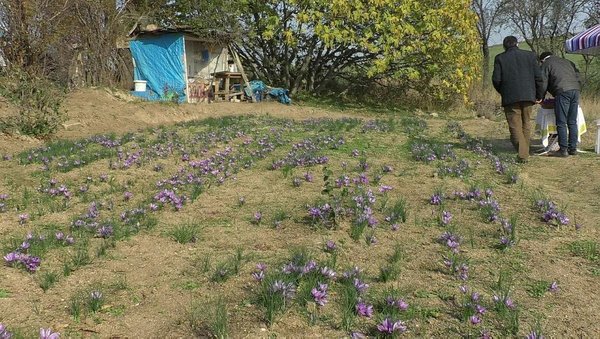 Foto - Emeklilikten sonra başladı, paraya para demedi! Kilosu 50 bin TL