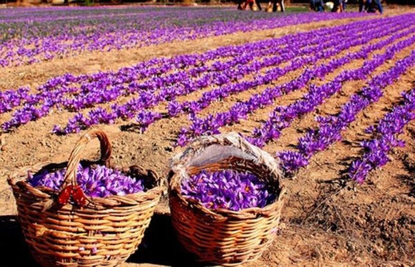 Foto - Emeklilikten sonra başladı, paraya para demedi! Kilosu 50 bin TL