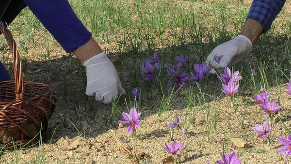 Foto - Emeklilikten sonra başladı, paraya para demedi! Kilosu 50 bin TL