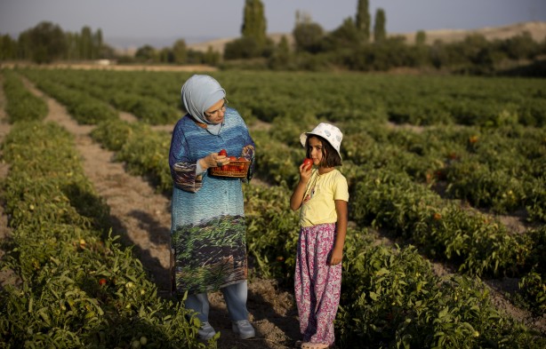Foto - Emine Erdoğan, tarladan domates topladı, kışlık menemen yaptı