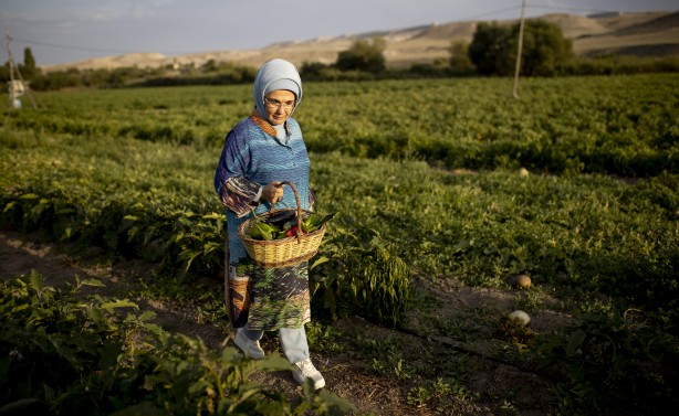 Foto - Emine Erdoğan, tarladan domates topladı, kışlık menemen yaptı