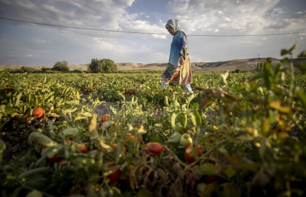 Foto - Emine Erdoğan, tarladan domates topladı, kışlık menemen yaptı