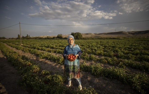 Foto - Emine Erdoğan, tarladan domates topladı, kışlık menemen yaptı