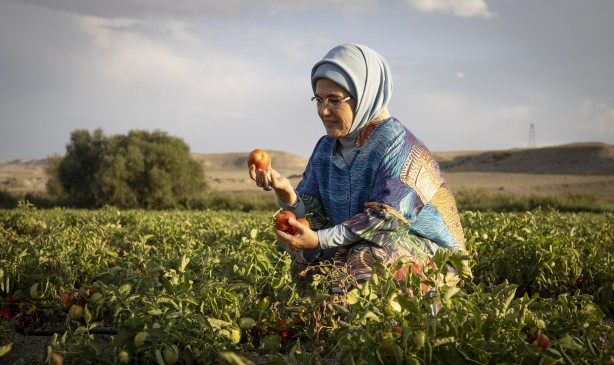 Foto - Emine Erdoğan, tarladan domates topladı, kışlık menemen yaptı
