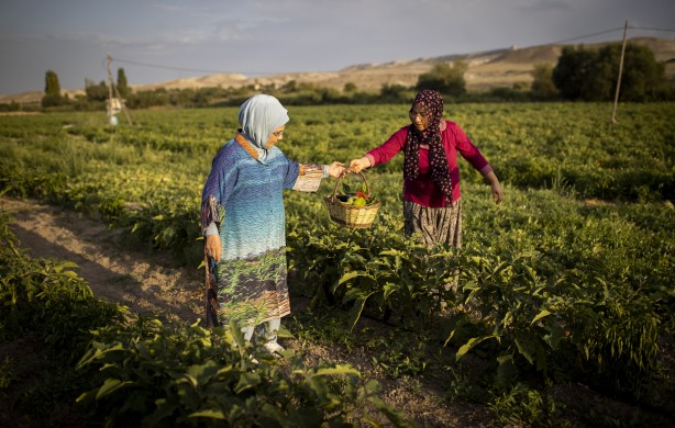 Foto - Emine Erdoğan, tarladan domates topladı, kışlık menemen yaptı