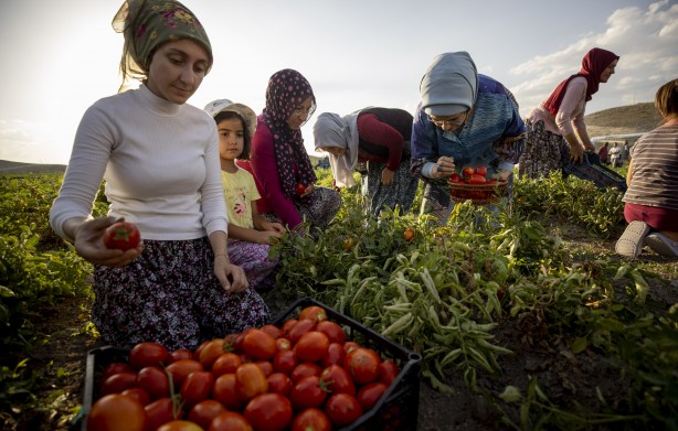 Foto - Emine Erdoğan, tarladan domates topladı, kışlık menemen yaptı