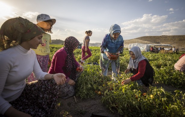 Foto - Emine Erdoğan, tarladan domates topladı, kışlık menemen yaptı