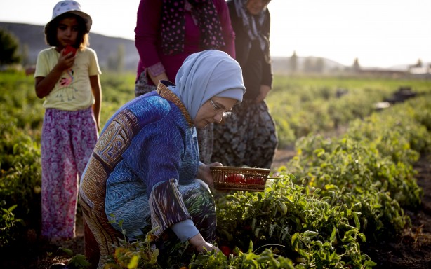Foto - Emine Erdoğan, tarladan domates topladı, kışlık menemen yaptı