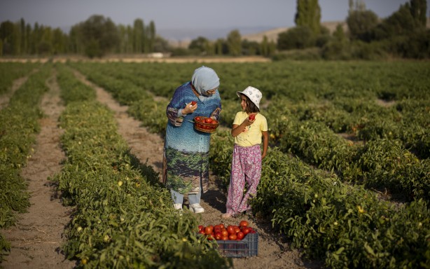 Emine Erdoğan, tarladan domates topladı, kışlık menemen yaptı