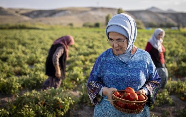 Foto - Emine Erdoğan, tarladan domates topladı, kışlık menemen yaptı