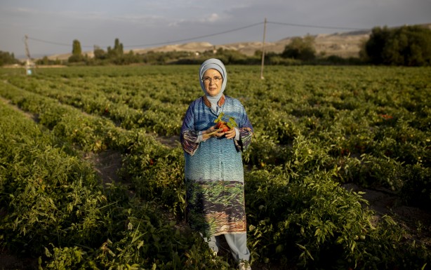 Foto - Emine Erdoğan, tarladan domates topladı, kışlık menemen yaptı