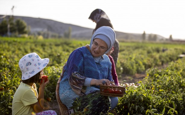 Foto - Emine Erdoğan, tarladan domates topladı, kışlık menemen yaptı