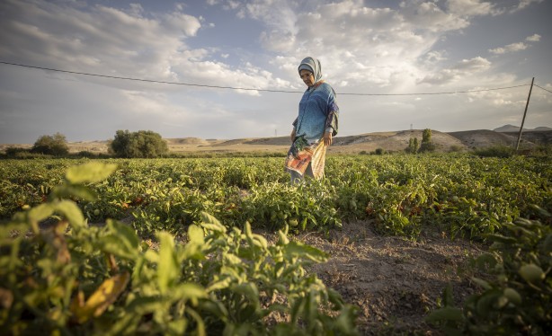 Foto - Emine Erdoğan, tarladan domates topladı, kışlık menemen yaptı