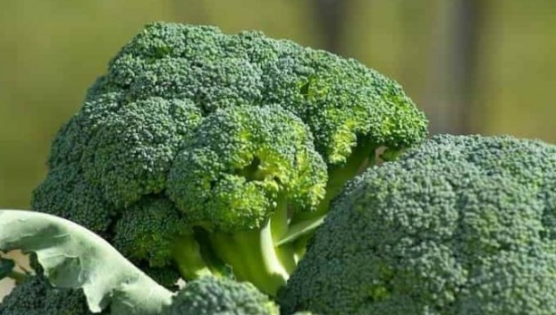 Foto - Emsalsiz ilaç brokoli! Kanser, yaşlanma, şeker ve kalp hastalıklarına karşı koruyor