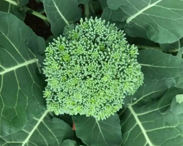 Foto - Emsalsiz ilaç brokoli! Kanser, yaşlanma, şeker ve kalp hastalıklarına karşı koruyor