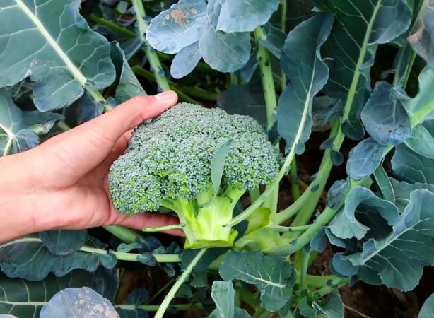 Foto - Emsalsiz ilaç brokoli! Kanser, yaşlanma, şeker ve kalp hastalıklarına karşı koruyor