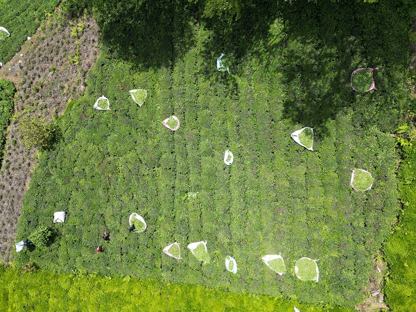 Foto - En az 2 bin lira alıyorlar! Çay bahçelerinde Senegalli dönemi 