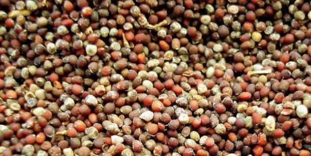 Foto - En az iki beden incelmenin en kolay yolu buymuş: İlaçlara bile meydan okuyacak! Çatır çatır zayıflatan sırrı