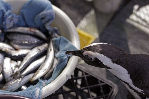 Foto - En çok eti o ülke tüketiyor!