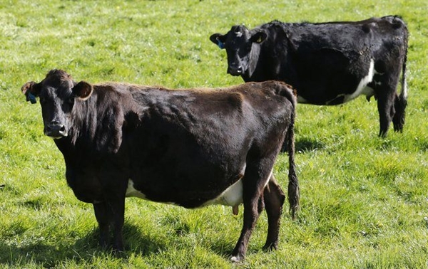 Foto - En çok eti o ülke tüketiyor!