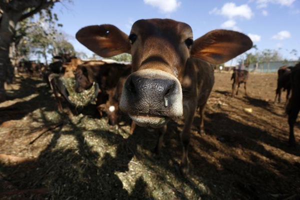 Foto - En çok eti o ülke tüketiyor!