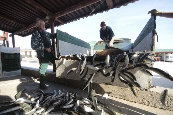 Foto - En çok eti o ülke tüketiyor!