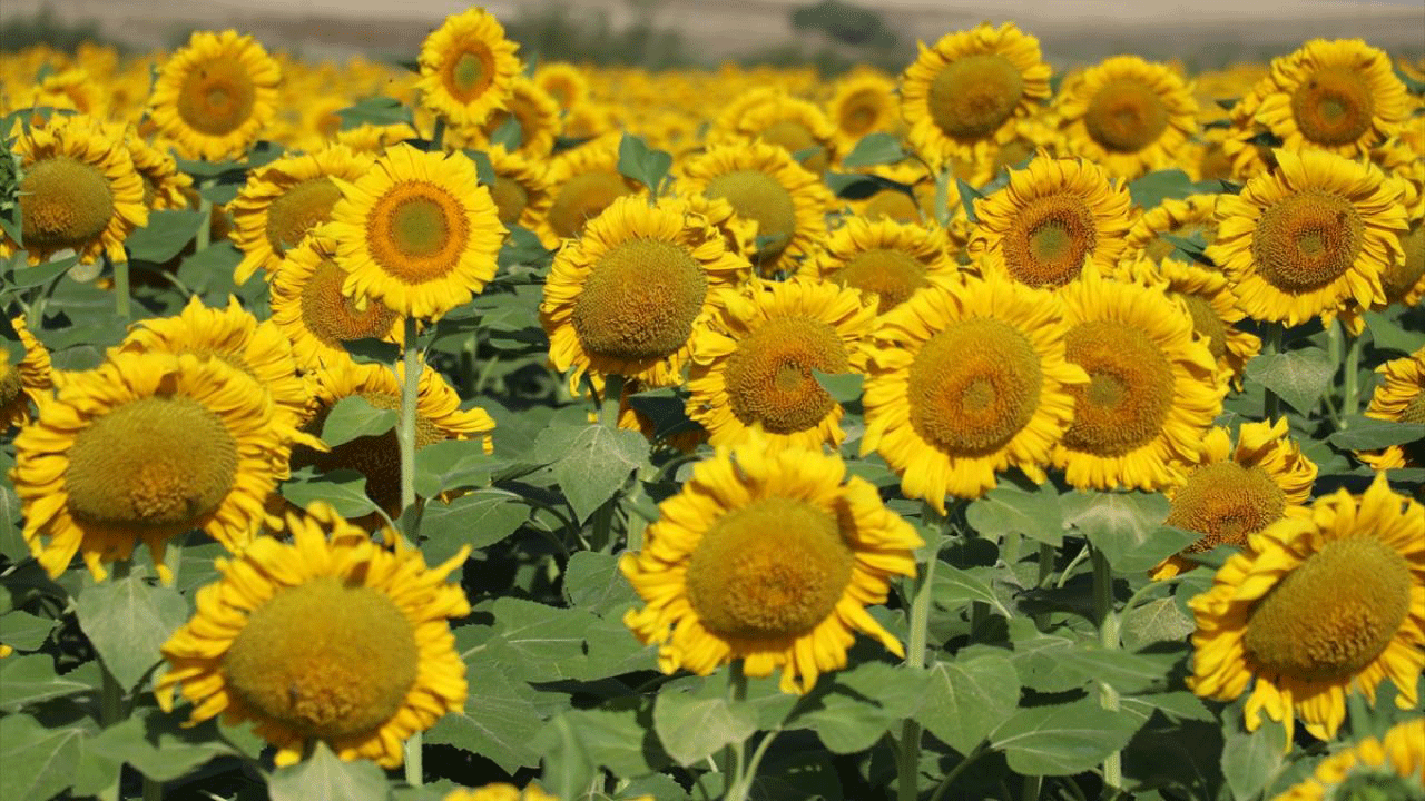 Foto - En çok hangi gıdalarda hile var? Gıda terörü büyüyor