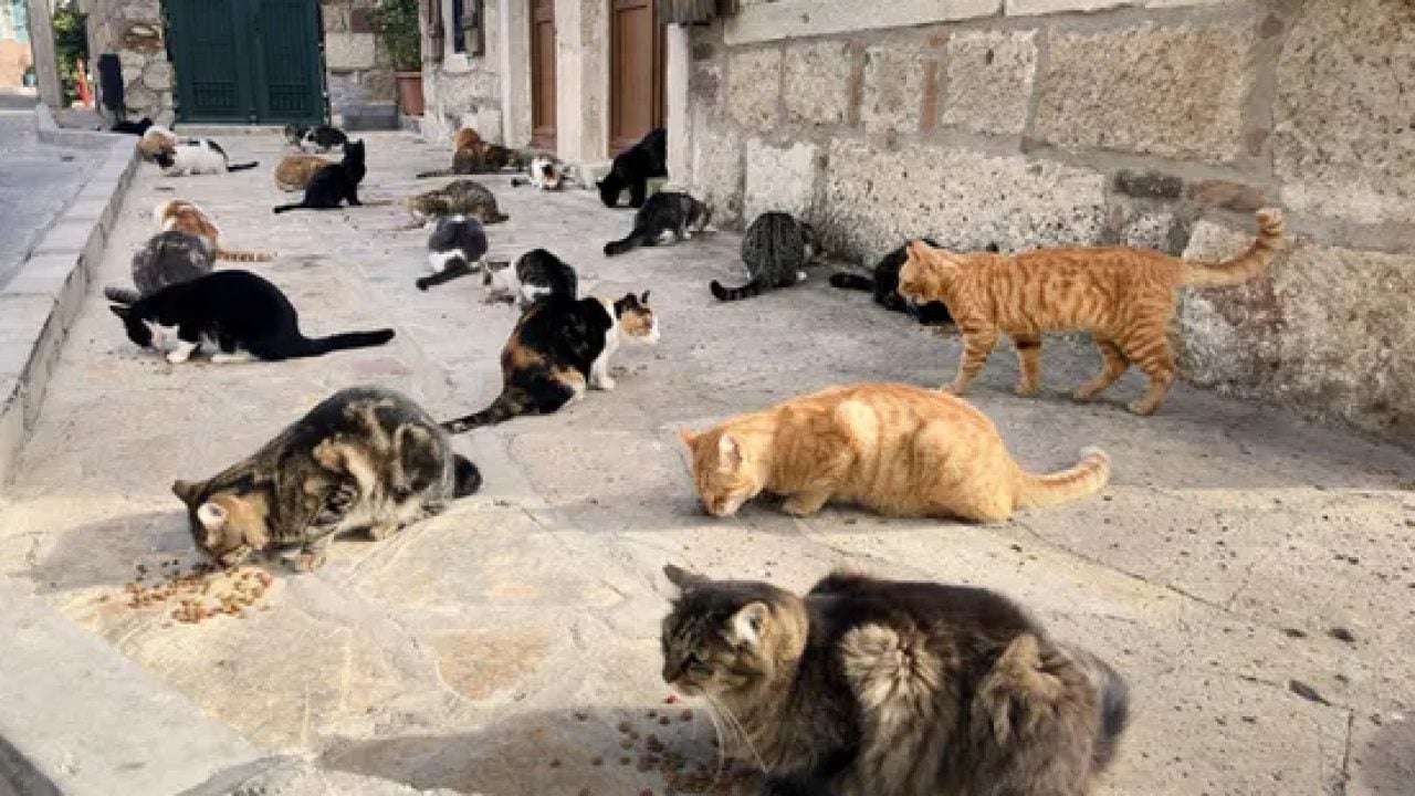 Foto - En çok kediye sahip ülke ortaya çıktı! Türkiye ilk 10'a giremedi!