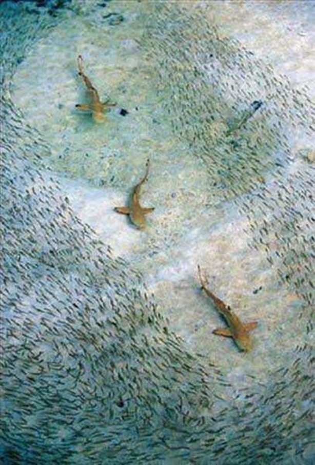 Foto - En çok paylaşılan ilginç kareler