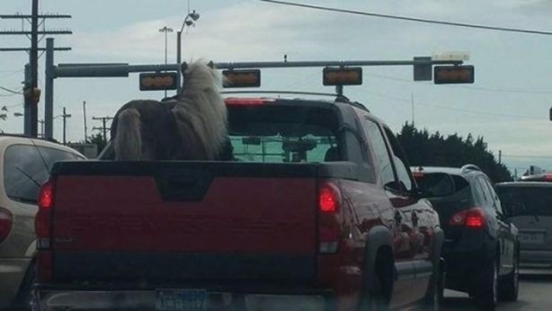 Foto - En çok paylaşılan ilginç kareler