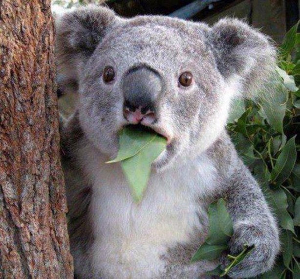 Foto - En çok paylaşılan ilginç kareler