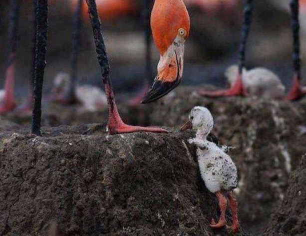 Foto - En çok paylaşılan ilginç kareler