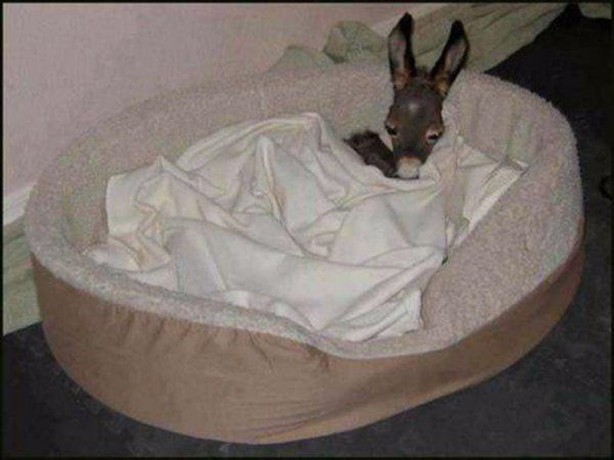 Foto - En çok paylaşılan ilginç kareler