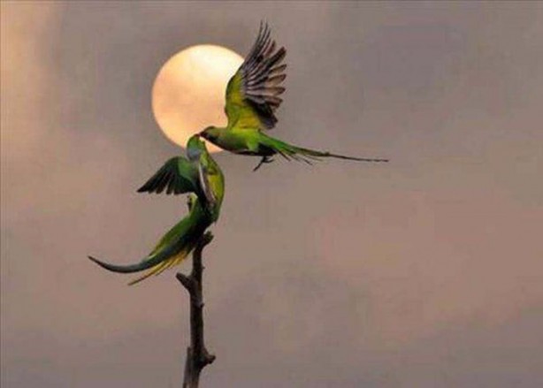 Foto - En çok paylaşılan ilginç kareler