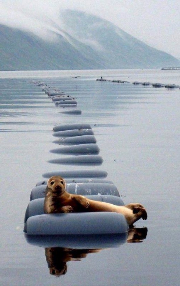 Foto - En çok paylaşılan ilginç kareler