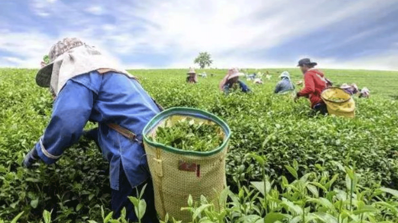 Foto - En fazla çay tüketen ülkeler belli oldu! Türkiye kaçıncı sırada!