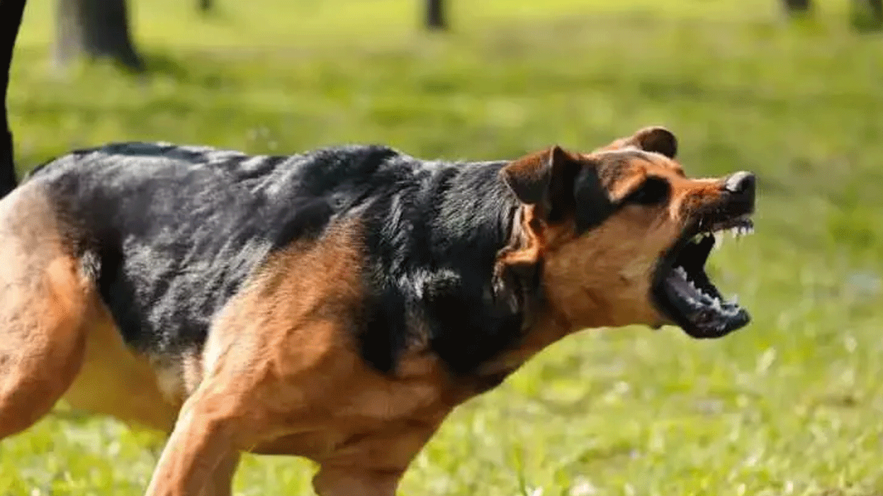 Foto - Ne aslan ne de akrep: İşte en çok insan öldüren canlı!
