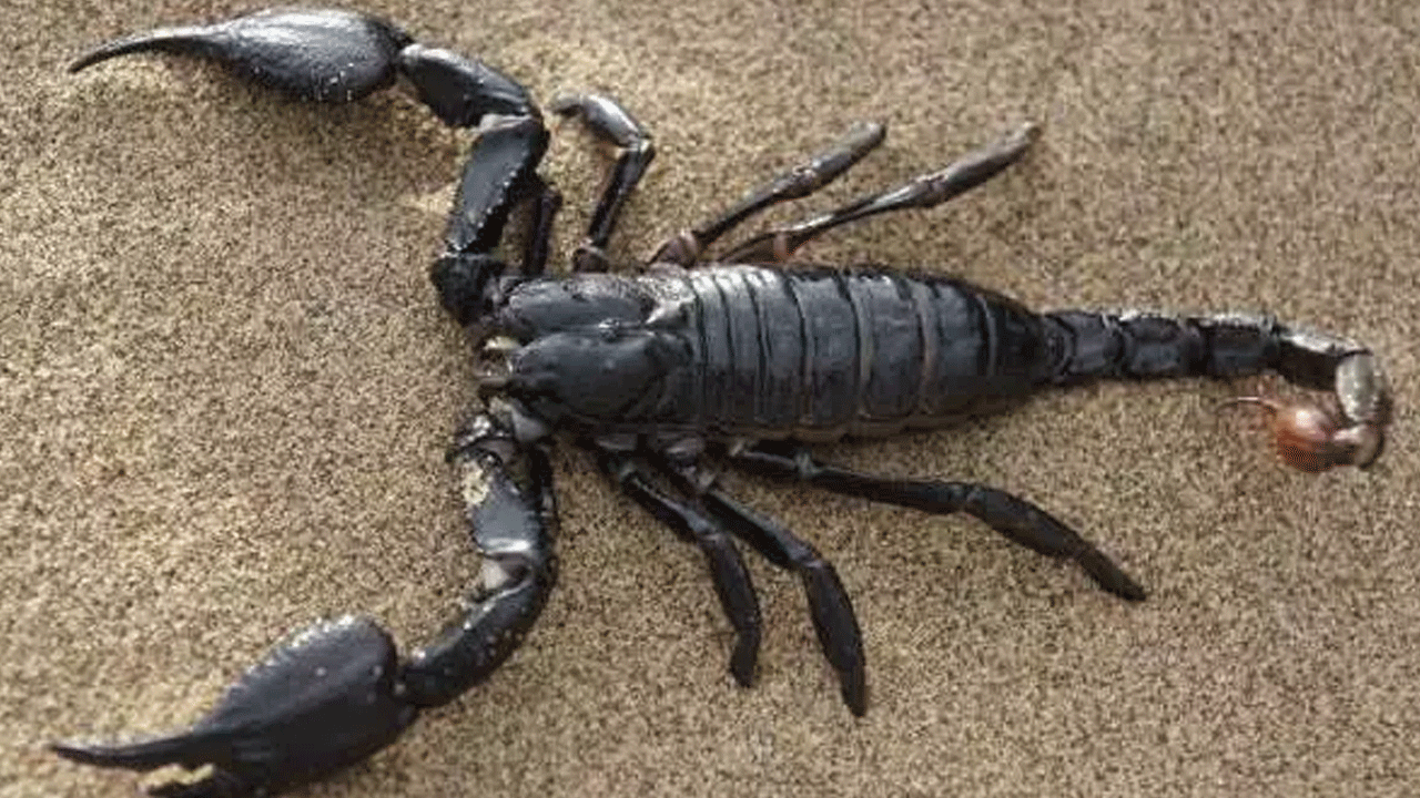 Foto - Ne aslan ne de akrep: İşte en çok insan öldüren canlı!