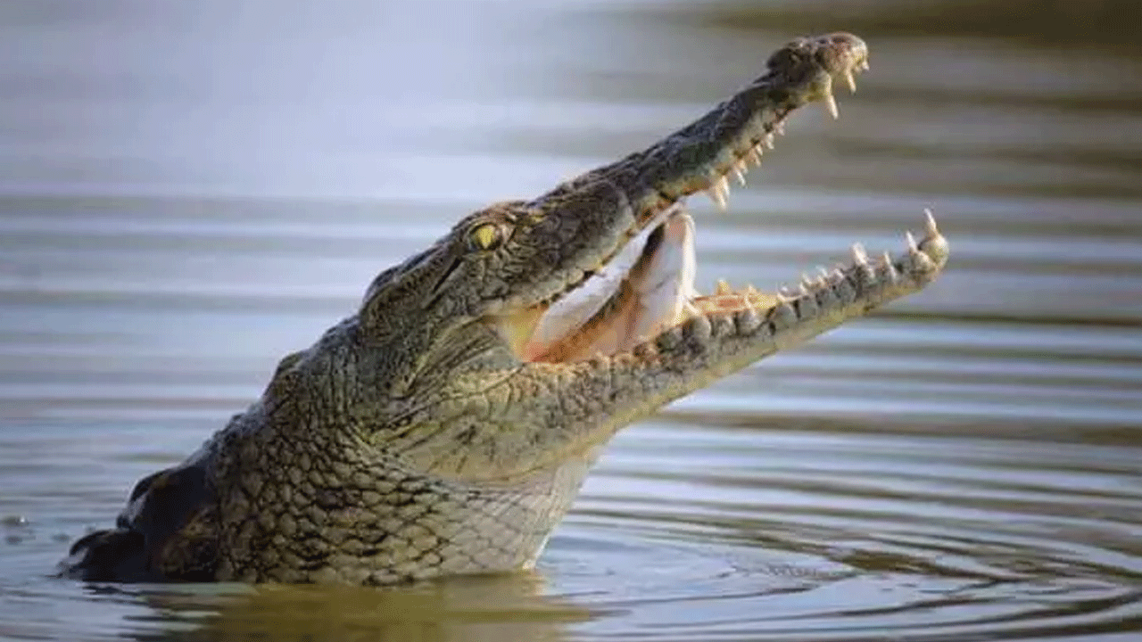 Foto - Ne aslan ne de akrep: İşte en çok insan öldüren canlı!