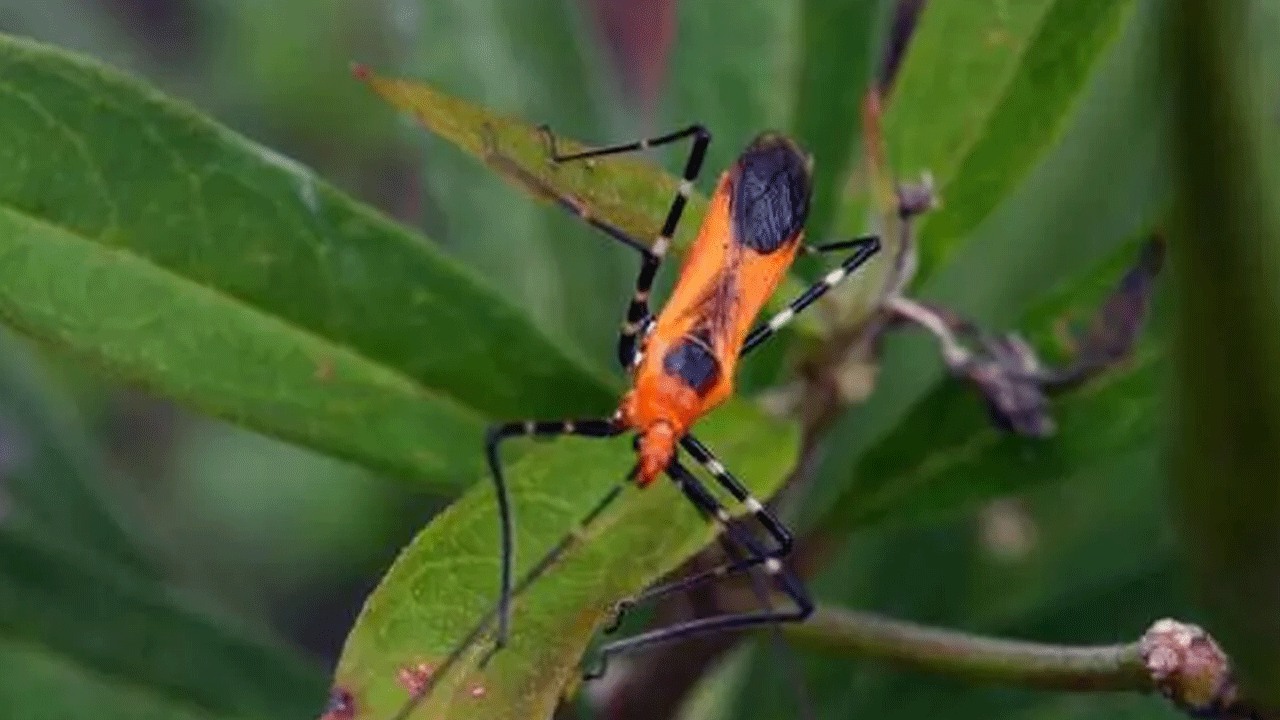 Foto - Ne aslan ne de akrep: İşte en çok insan öldüren canlı!