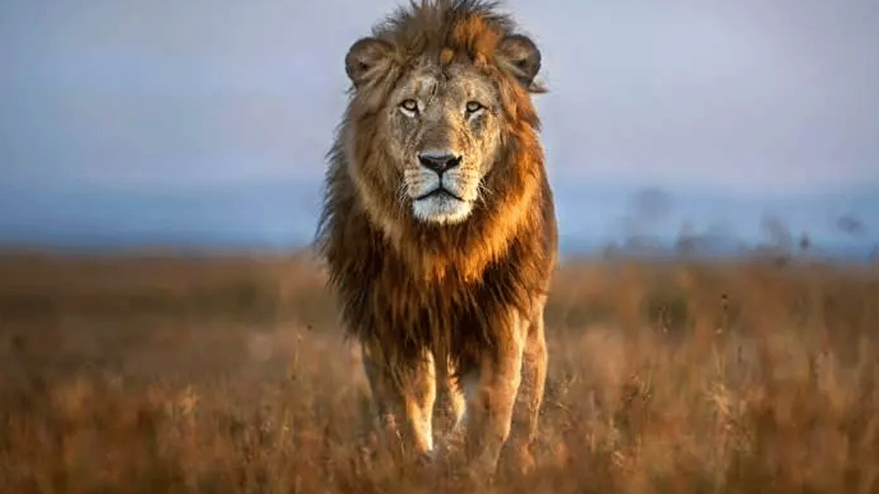 Foto - Ne aslan ne de akrep: İşte en çok insan öldüren canlı!