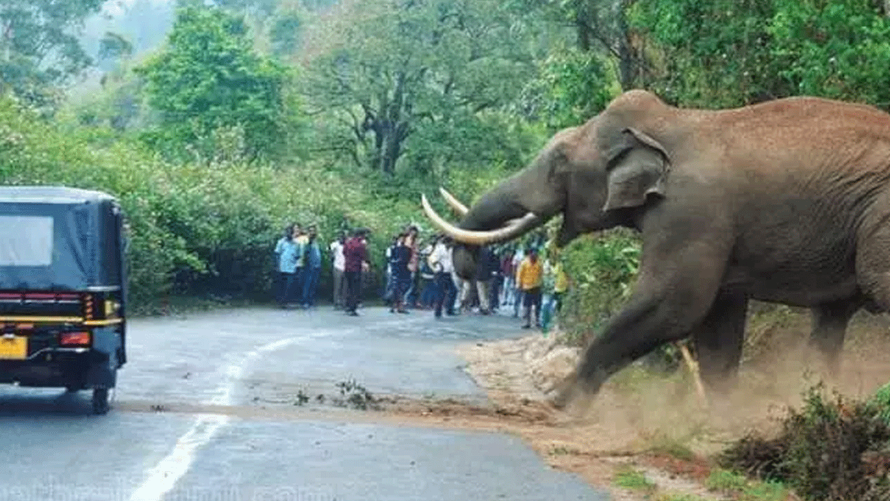 Ne aslan ne de akrep: İşte en çok insan öldüren canlı!