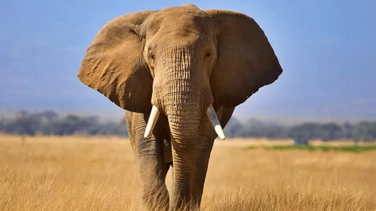 Foto - Ne aslan ne de akrep: İşte en çok insan öldüren canlı!