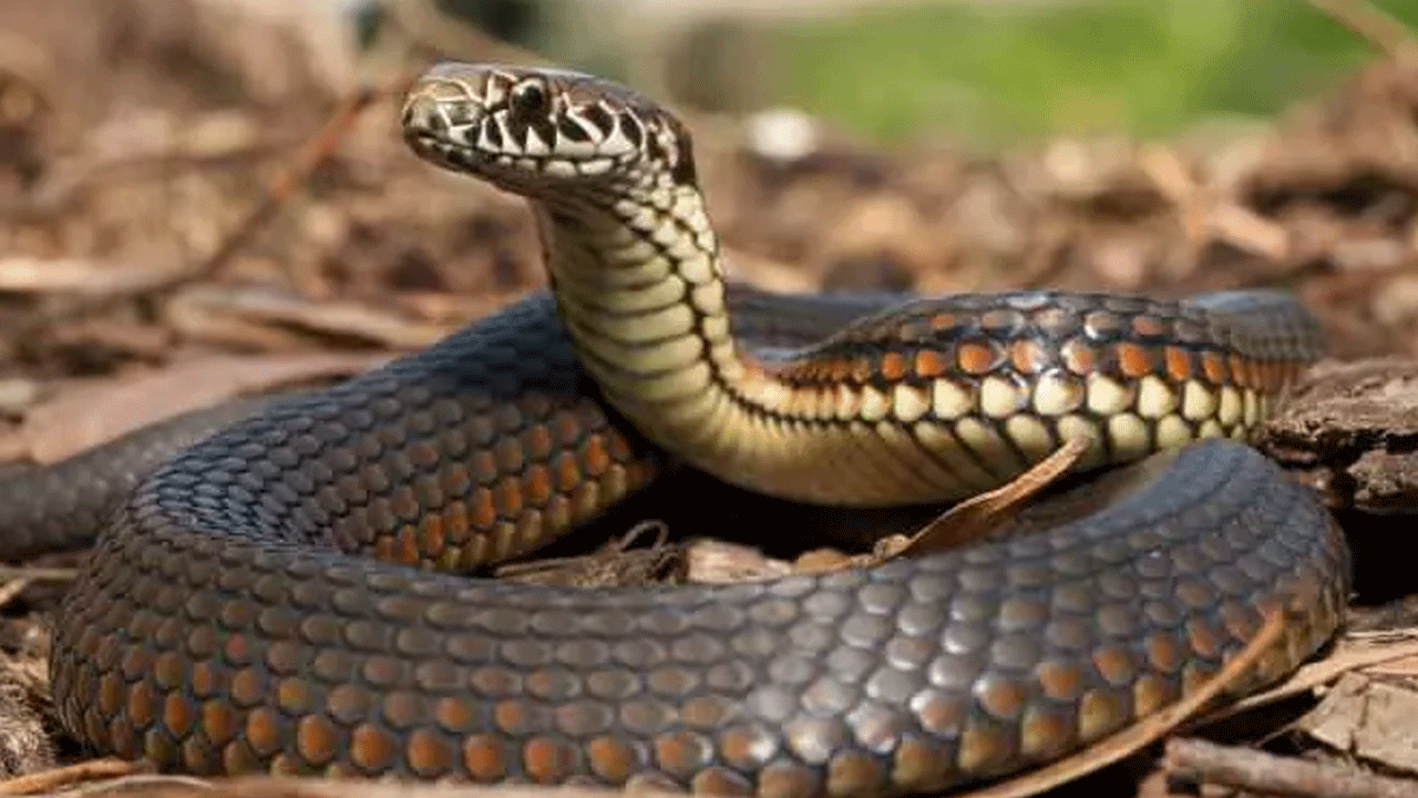 Foto - Ne aslan ne de akrep: İşte en çok insan öldüren canlı!