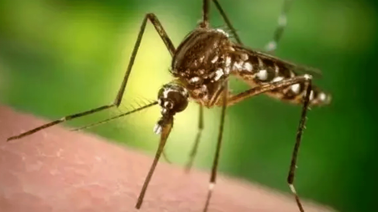 Foto - Ne aslan ne de akrep: İşte en çok insan öldüren canlı!