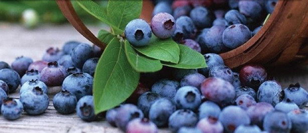 Foto - En güçlü antioksidan