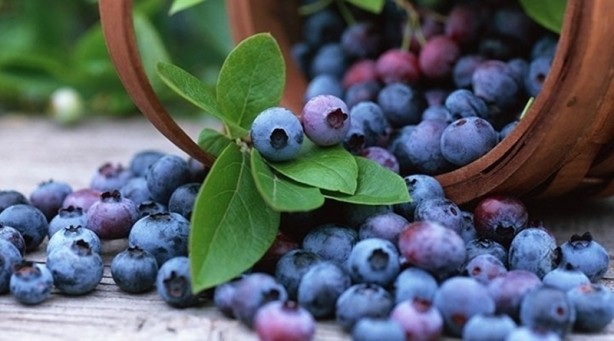 Foto - En güçlü antioksidan