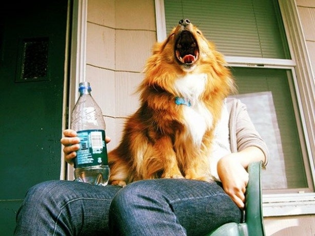 Foto - En güzel fotoğrafları ustalıkla bozan muzip köpekler