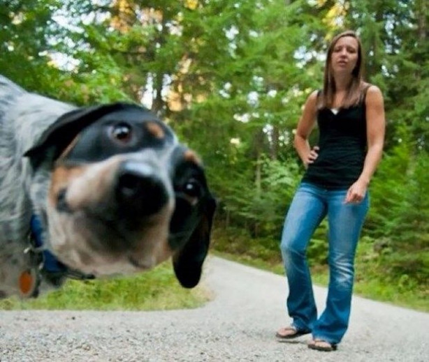 Foto - En güzel fotoğrafları ustalıkla bozan muzip köpekler