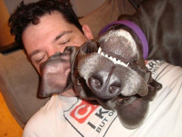 Foto - En güzel fotoğrafları ustalıkla bozan muzip köpekler